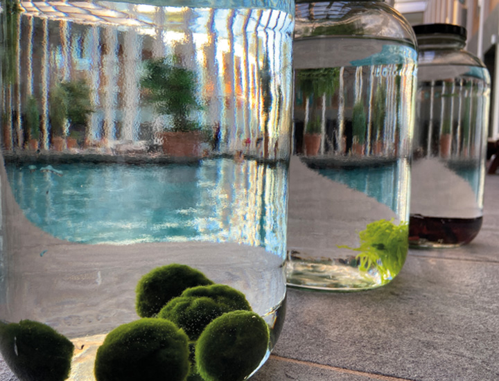 Drei mit Wasser gefüllte Glasgefäße stehen auf einer Arbeitsfläche. Im Vordergrund liegen mehrere kugelförmige, dunkelgrüne Marimo-Algenbälle am Boden des größten Gefäßes. Weitere Gefäße mit Wasserpflanzen und Algenbällen sind unscharf im Hintergrund zu sehen. Das Licht wird durch das Glas gebrochen und erzeugt wellenartige Reflexionen und Verzerrungen.