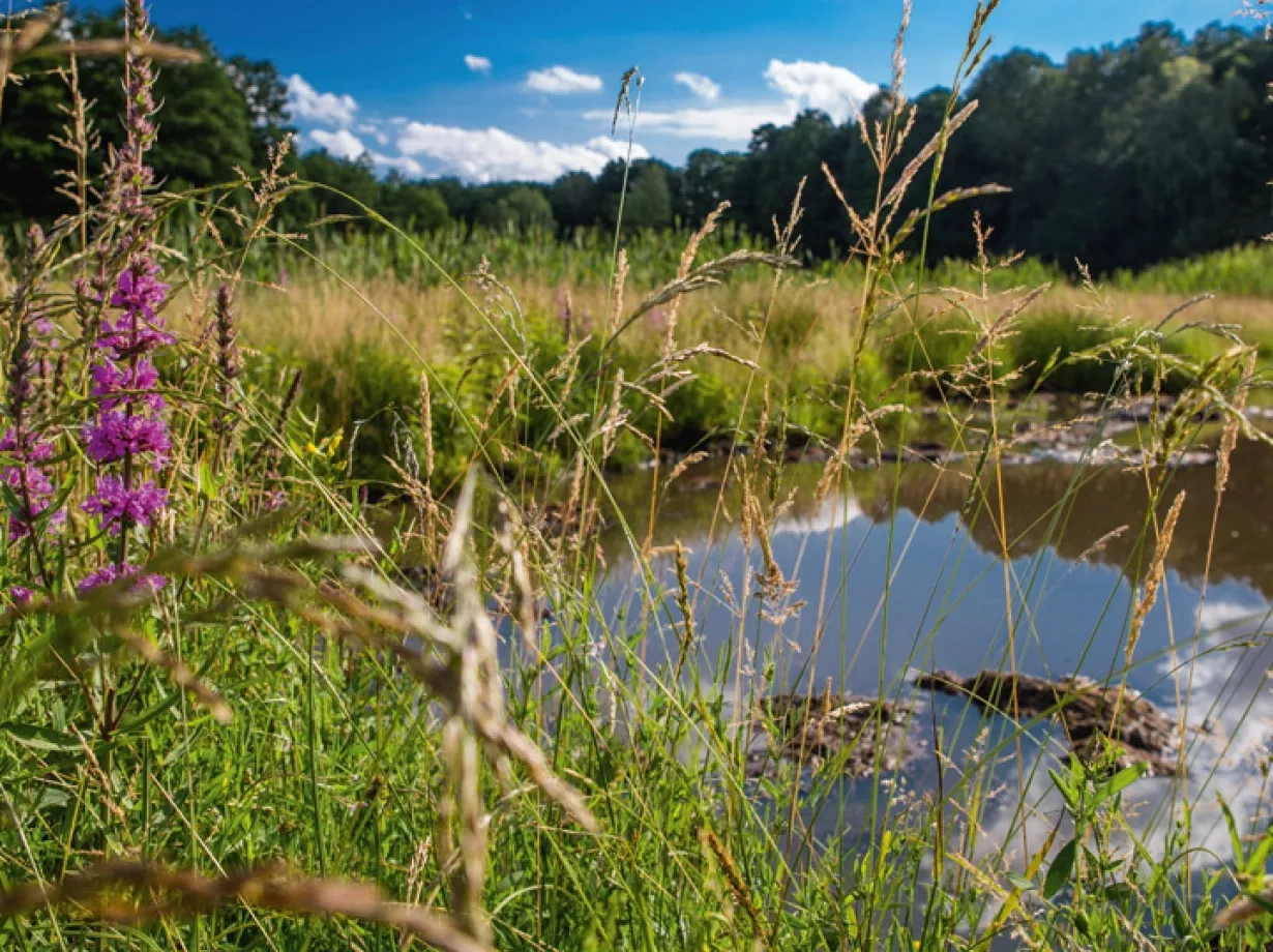 Eine schöne sommerliche Moorwiese mit bunten Blumen im Vordergrund und im Hintergrund sieht man das braune flüssige Moor. 