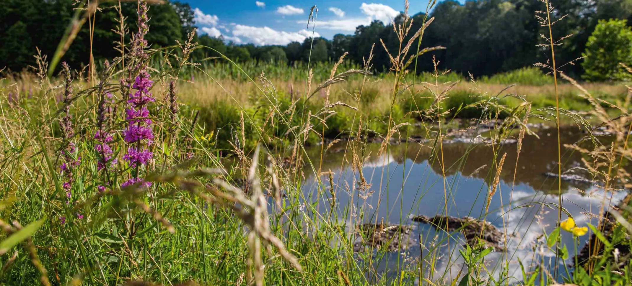 Moorwiese in Bad Saarow mit grüner Vegetation und natürlicher Landschaft mit Fokus auf die Natur um die Moorwiese herum.