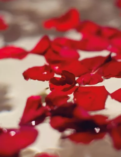 Leuchtend rote Rosenblätter schweben auf der Oberfläche eines Blütenbades.