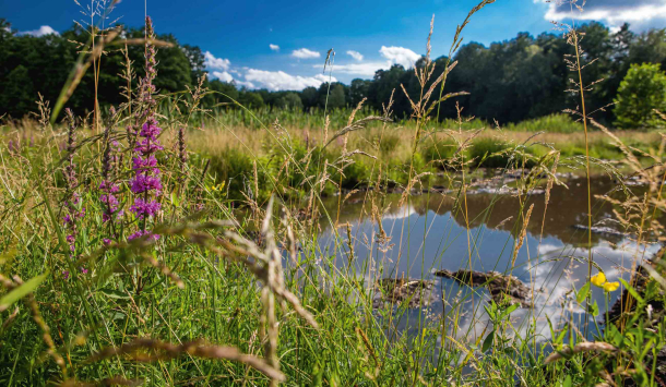 Bad Saarow Wierichwiesen