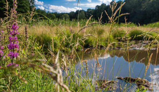 Die Wierichwiesen mit dem Naturmoor Bad Saarows. Eine Naturlandschaft mit wilden Blumen und Gräser. Mitten der wilden Wiese sieht man das Naturmoor.