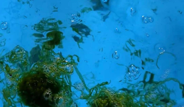 Alge ulva compressa in Thermalsole