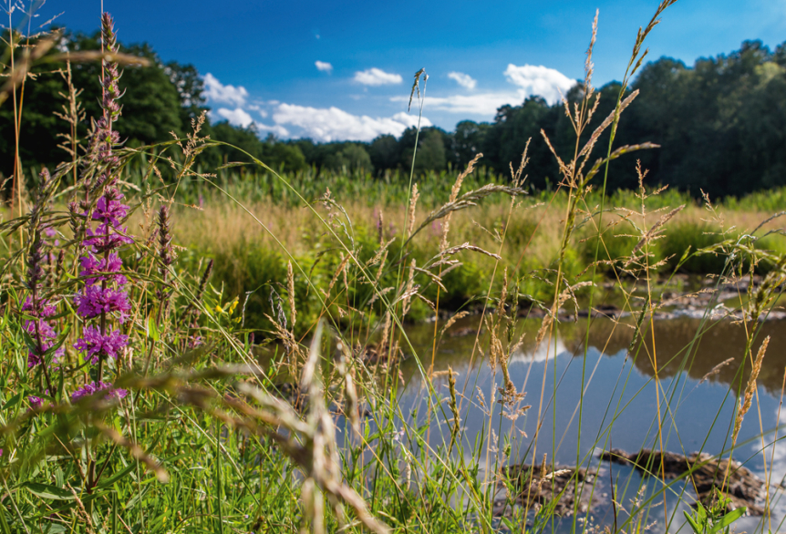 Moorwiese in Bad Saarow mit grüner Vegetation und natürlicher Landschaft mit Fokus auf die Natur um der Moorwiese in Bad Saarow.