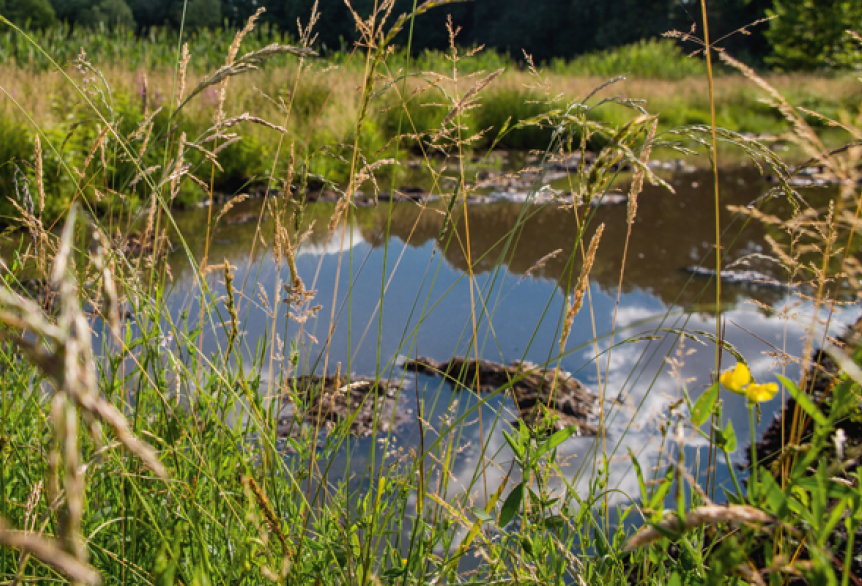 Moorwiese in Bad Saarow mit grüner Vegetation und natürlicher Landschaft mit Fokus auf die Moorwiese.